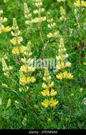 Lupinus arboreus, Lupine aus dem gelben Busch, Lupine aus dem Baum, gelbe Blumen Stockfoto