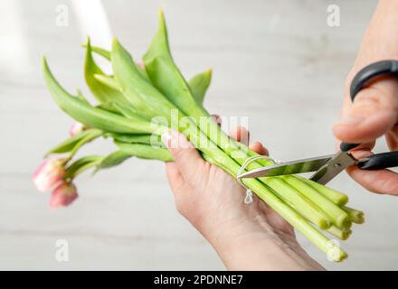 Frau schneidet Tulpenstiele mit einer Schere vor dem Einlegen der Vase zurück, damit die Blumen nicht verwelken und länger im Heim halten. Stockfoto