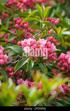 Kalmia latifolia Olympic Fire, Olympisches Feuer in den Bergen, große Haufen großer, kappenförmiger, rosa Blumen Stockfoto