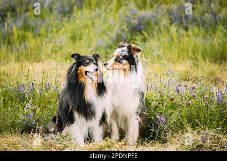 Australian Shepherd Dog und Tricolor Rough Collie, Funny Scottish Collie, langhaarige Collie, Englisch Collie, Lassie Hund spielen in Green Grass mit Stockfoto