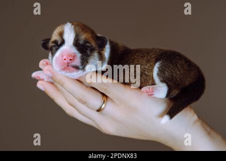 Nahaufnahme einer unbekannten menschlichen Hand mit Ring, der vorsichtig getragen wird, wobei der kleine Welpe eines walisischen Corgi-Hundes im grauen Studio gezeigt wird. Winziges blindes dreifarbiges Tier Stockfoto