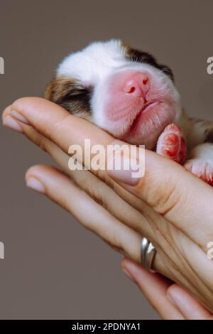 Vertikale Nahaufnahme Frauenhände halten vorsichtig ein winziges neugeborenes Welsh Corgi auf grauem Studiohintergrund. 2 Tage blindes Tier in den Händen. Haustier Stockfoto