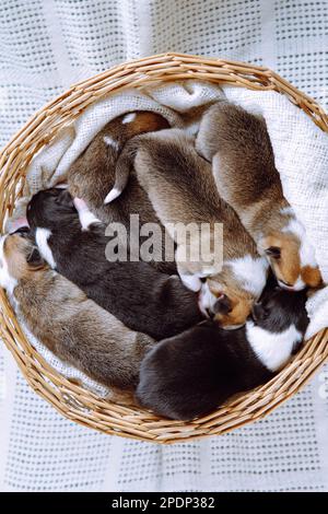 Süße, dreifarbige, schlummernde walisische Corgis in Korbkörben auf weißem Hintergrund. Schutz und Pflege von Haustieren. Zwei Tage Welpen in einem Stockfoto