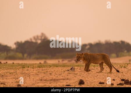 Ein weiblicher Löwe, Panthera Leo, der im Hwange-Nationalpark Simbabwes zu sehen ist. Stockfoto