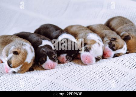 Bunte braune, weiße und schwarze welsch-Corgi-Welpen schlafen zusammen auf einer weißen, weichen Decke hintereinander. Neugeborene Tiere, reinrassige Haustiere Stockfoto