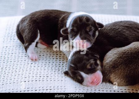 Bunte, bunte welsh Corgi-Welpen schlafen auf einer weißen Decke hintereinander. Neugeborene Tiere, reinrassige Haustiere Stockfoto