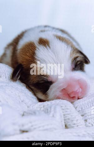 Senkrechter, niedlicher, schläfriger, dreifarbiger welsh Corgi Welpe Hund, der auf einer weißen, weichen Decke liegt. Süße Träume und Entspannung nach dem Füttern und Spielen Stockfoto