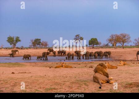 Löwen und Elefanten, die gemeinsam am Wasserloch Ngweshla im Hwange-Nationalpark in Simbabwe gesehen werden. Stockfoto