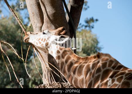 Die Guraffe ist das höchste Landsäugetier, mit einem Hals von bis zu 6 Metern, die Giraffe ist auch bekannt für das einzigartige braun-cremefarbene Muster auf ihrem Mantel A. Stockfoto