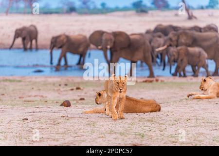 Löwen und Elefanten, die gemeinsam am Wasserloch Ngweshla im Hwange-Nationalpark in Simbabwe gesehen werden. Stockfoto