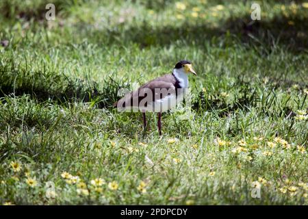 Der maskierte Lapwing hat eine gelbe Maske mit schwarzer Oberseite des Kopfes, weißer Brust und braunen Flügeln Stockfoto