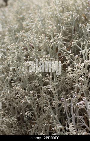 Echte Rentierflechte, Rentierflechte, Isländisch Moos, Isländisches Moos, Cladonia rangiferina, Rentierflechten, Rentiermoos, Hirschmoos, Karibus mos Stockfoto