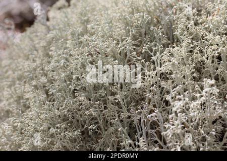 Echte Rentierflechte, Rentierflechte, Isländisch Moos, Isländisches Moos, Cladonia rangiferina, Rentierflechten, Rentiermoos, Hirschmoos, Karibus mos Stockfoto