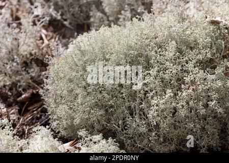 Echte Rentierflechte, Rentierflechte, Isländisch Moos, Isländisches Moos, Cladonia rangiferina, Rentierflechten, Rentiermoos, Hirschmoos, Karibus mos Stockfoto