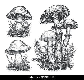 Pilze-Skizzensatz. CEP-Pilz, essbarer Boletus, der im Herbstwald wächst. Vektordarstellung Stock Vektor