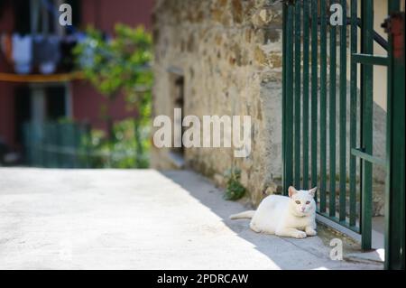 Weiße Katze schläft auf der Straße von Riomaggiore, dem größten der fünf Jahrhunderte alten Dörfer von Cinque Terre, an der zerklüfteten Nordwestküste von Stockfoto