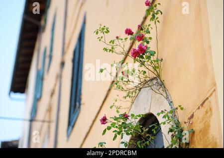 Blumen in den engen alten Straßen der berühmten Stadt Pitigliano, die sich auf einem vulkanischen Tuffsteinkamm befindet. Wunderschöne italienische Städte und Dörfer. Etruskische Herita Stockfoto