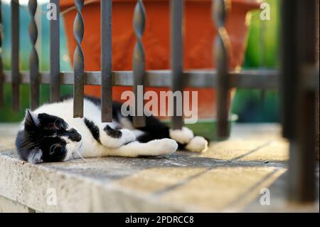 Verstreute Katze schläft auf der Straße von Riomaggiore, dem größten der fünf Jahrhunderte alten Dörfer von Cinque Terre, an der zerklüfteten Nordwestküste von Stockfoto