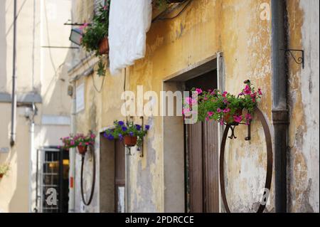 Blumen in den engen alten Straßen der berühmten Stadt Pitigliano, die sich auf einem vulkanischen Tuffsteinkamm befindet. Wunderschöne italienische Städte und Dörfer. Etruskische Herita Stockfoto