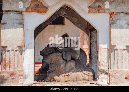 Affen im Virupaksha Temple Complex in Hampi, Karnataka, Indien. Hampi, die Hauptstadt des Vijayanagar Empire, gehört zum UNESCO-Weltkulturerbe. Stockfoto