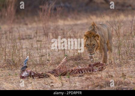 Ein junger männlicher Löwe steht über den Karcas eines toten Elands im Mana Pools National Park in Simbabwe. Stockfoto