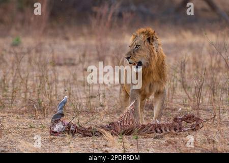 Ein junger männlicher Löwe steht über den Karcas eines toten Elands im Mana Pools National Park in Simbabwe. Stockfoto