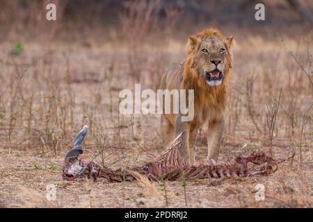 Ein junger männlicher Löwe steht über den Karcas eines toten Elands im Mana Pools National Park in Simbabwe. Stockfoto