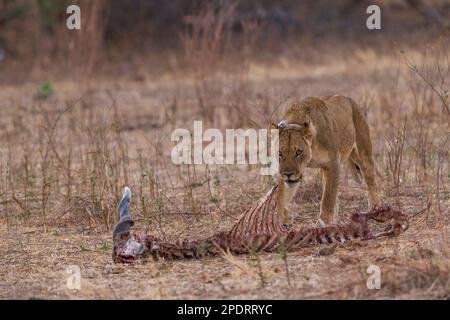 Ein junger männlicher Löwe steht über den Karcas eines toten Elands im Mana Pools National Park in Simbabwe. Stockfoto