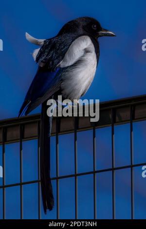 Elster am Zaun mit blauem Himmelshintergrund Stockfoto