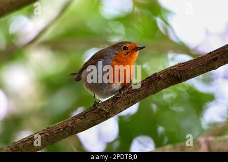 Europäisches Rotkehlchen „Erithacus rubecula“ auf einem Zweig mit grünem und weißem Bokeh-Hintergrund. Nahaufnahme des Vogels. Dublin, Irland Stockfoto