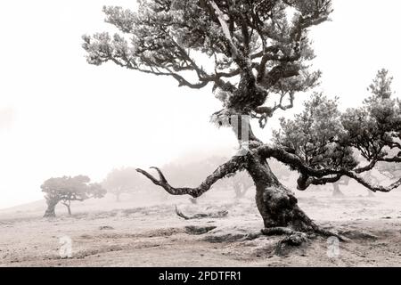Wie ein Baum im Fanal Forest, Madeira Stockfoto