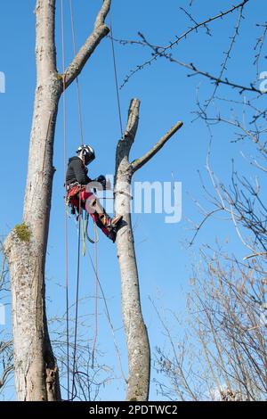 Forstarbeiter gefällt Bäume Stockfoto