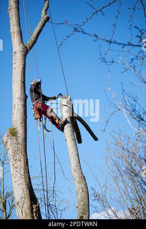 Forstarbeiter gefällt Bäume Stockfoto