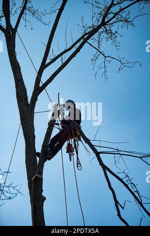 Forstarbeiter gefällt Bäume Stockfoto