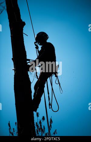 Forstarbeiter gefällt Bäume Stockfoto