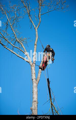 Forstarbeiter gefällt Bäume Stockfoto