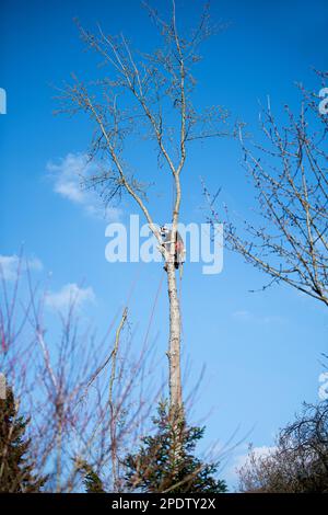 Forstarbeiter gefällt Bäume Stockfoto