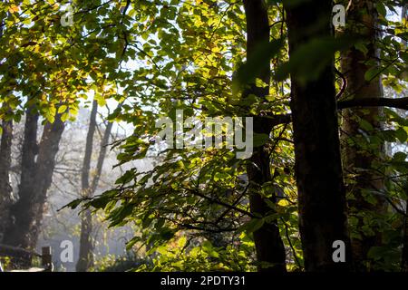Das Sonnenlicht am frühen Morgen scheint durch die Herbstblätter Stockfoto