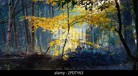 Das Sonnenlicht am frühen Morgen scheint durch die Herbstblätter Stockfoto