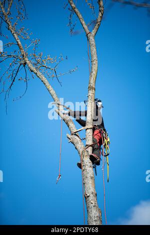 Forstarbeiter gefällt Bäume Stockfoto
