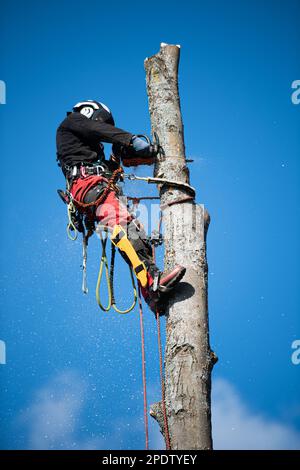 Forstarbeiter gefällt Bäume Stockfoto