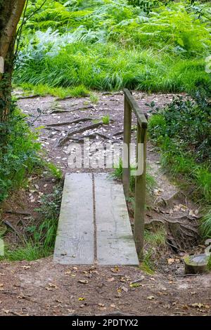 Kleine Fußbrücke über Graben in Wäldern mit Geländer Stockfoto