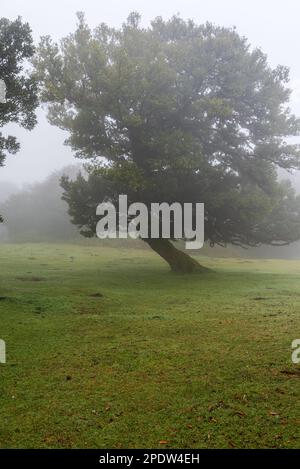 Geheimnisvoller Laurel-Wald auf Fanal in Madeira am nebligen Morgen Stockfoto