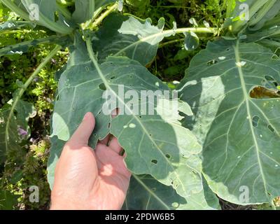 Blätter des Blumenkohlkohls, die von Nacktschnecken gefressen werden, verdirbt die Ernte von Parasiten. Stockfoto