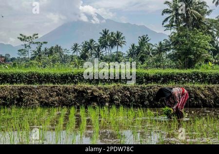 Yogyakarta, Indonesien. 15. März 2023. Ein Bauer arbeitet auf einem Feld in der Nähe des Mount Merapi, dem aktivsten der 130 Vulkane Indonesiens, im Dorf Cangkringan, im Sleman District, Yogyakarta, Indonesien, 15. März 2023. Der Merapi an der Grenze zwischen der indonesischen Provinz Zentraljava und der Sonderregion Yogyakarta brach am Dienstagmorgen zweimal aus und spuckte Rauch und Asche. Kredit: Agung Supriyanto/Xinhua/Alamy Live News Stockfoto