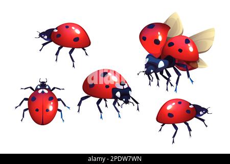 Marienkäfer oder Marienkäfer, rot mit schwarzen Flecken Käfer, geflügelte fliegende Insekten Set realistischer Cartoon-Vektorbilder isoliert auf weißem Hintergrund, coccinella-Nahaufnahme, Draufsicht und Seitenansicht Stock Vektor