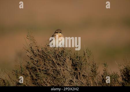 Isabelline Steinschmätzer (Oenanthe isabellina) Stockfoto