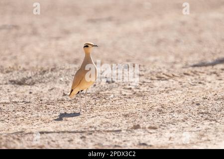 Cremefarbener Courser (Cursorius Cursor) Stockfoto