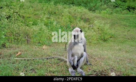 Einsame männliche graue Langur, auch Hanuman-Affen oder Semnopithecus genannt, die am Straßenrand im Wald der Bandipur mudumalai Ooty Road, Indien, sitzen. Stockfoto