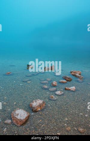 Stockenten auf dem Bohinjsee im nebligen februar-Morgen, selektiver Fokus Stockfoto